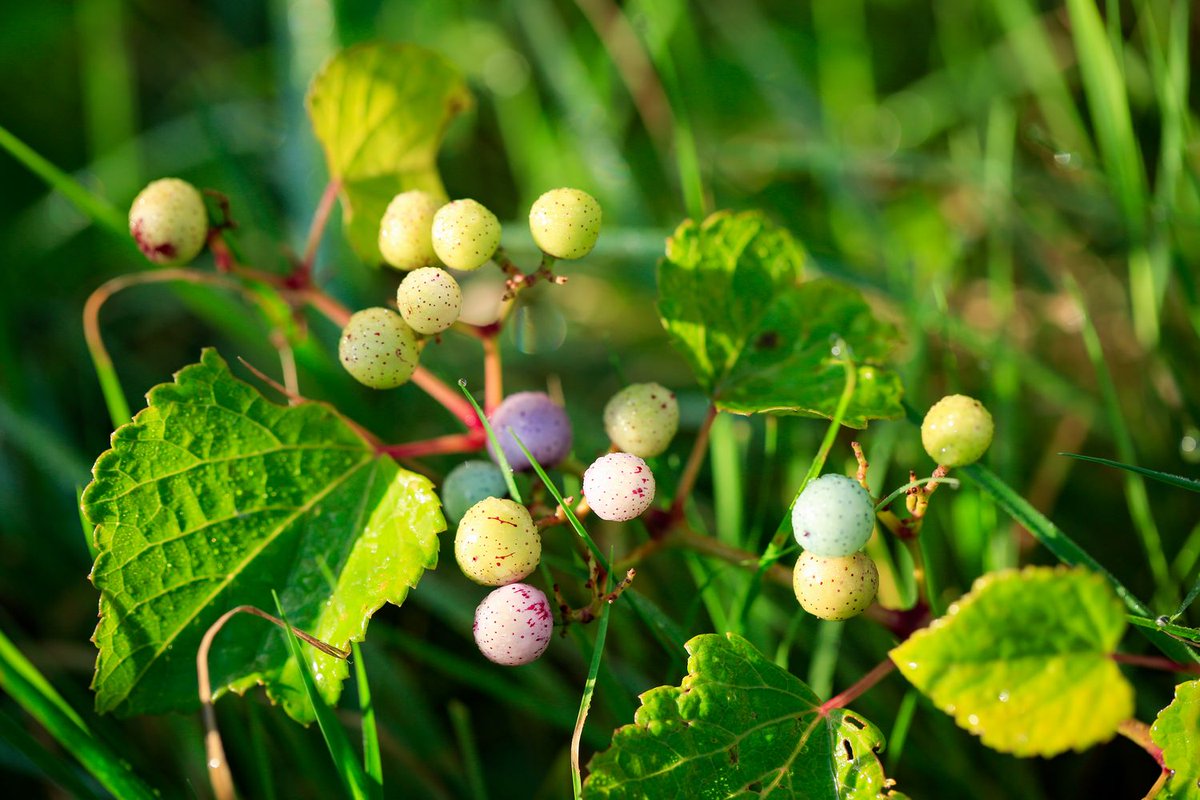 しほぐる そこら辺の草を食べる民 畑の片隅にノブドウ発見 仲秋の季語で 白に淡い青から紫まで 朝露の中で多彩な色に染まります 食べられないし農家からすれば邪魔者ですが 見つけると嬉しくなる草です 野葡萄やあさげの前の星のいろ 山野草 しほぐる そこら辺の草を食べる民 畑の片隅にノブドウ発見 仲秋の季語で 白に淡い青から紫まで 朝露の中で多彩な色に染まります 食べられないし農家からすれば邪魔者ですが 見つけると嬉しくなる草です 野葡萄やあさげの前の星のいろ 山野草