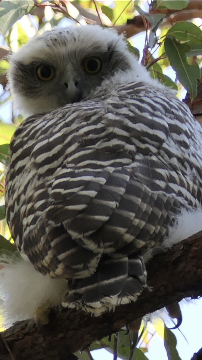 BirdLife Australia on Twitter "Cast your votes! The Australian Bird of the Year poll is OPEN