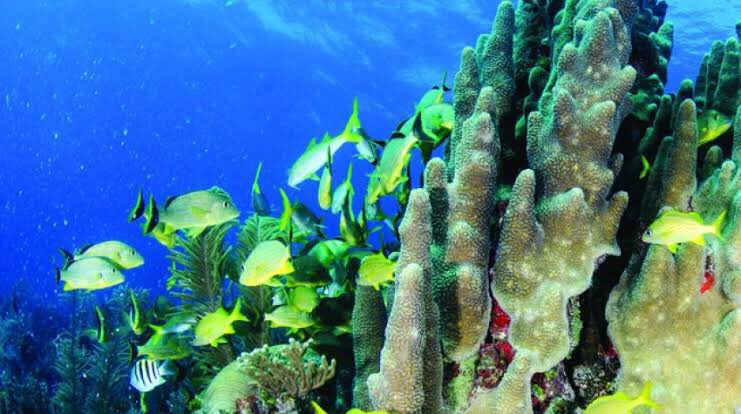 CSweetWeddings's tweet photo. En Cozumel #Mexico se encuentra el segundo arrecife más grande del mundo, ven y vive esta experiencia única #DiaMundialDelTurismo #turisterosunidos #turismoprioridadnacional @feturnacional @FETURQROO @SECTUR_mx @UNWTO https://t.co/pSps2ctrLb