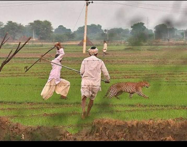 SatyendrayadavR's tweet photo. साहब यह किसान हैं....
शेर को भी कुत्ते की तरह दौड़ाकर पिटाई करने की कूबत रखते हैं..?? https://t.co/PTtCmhY9Yg
