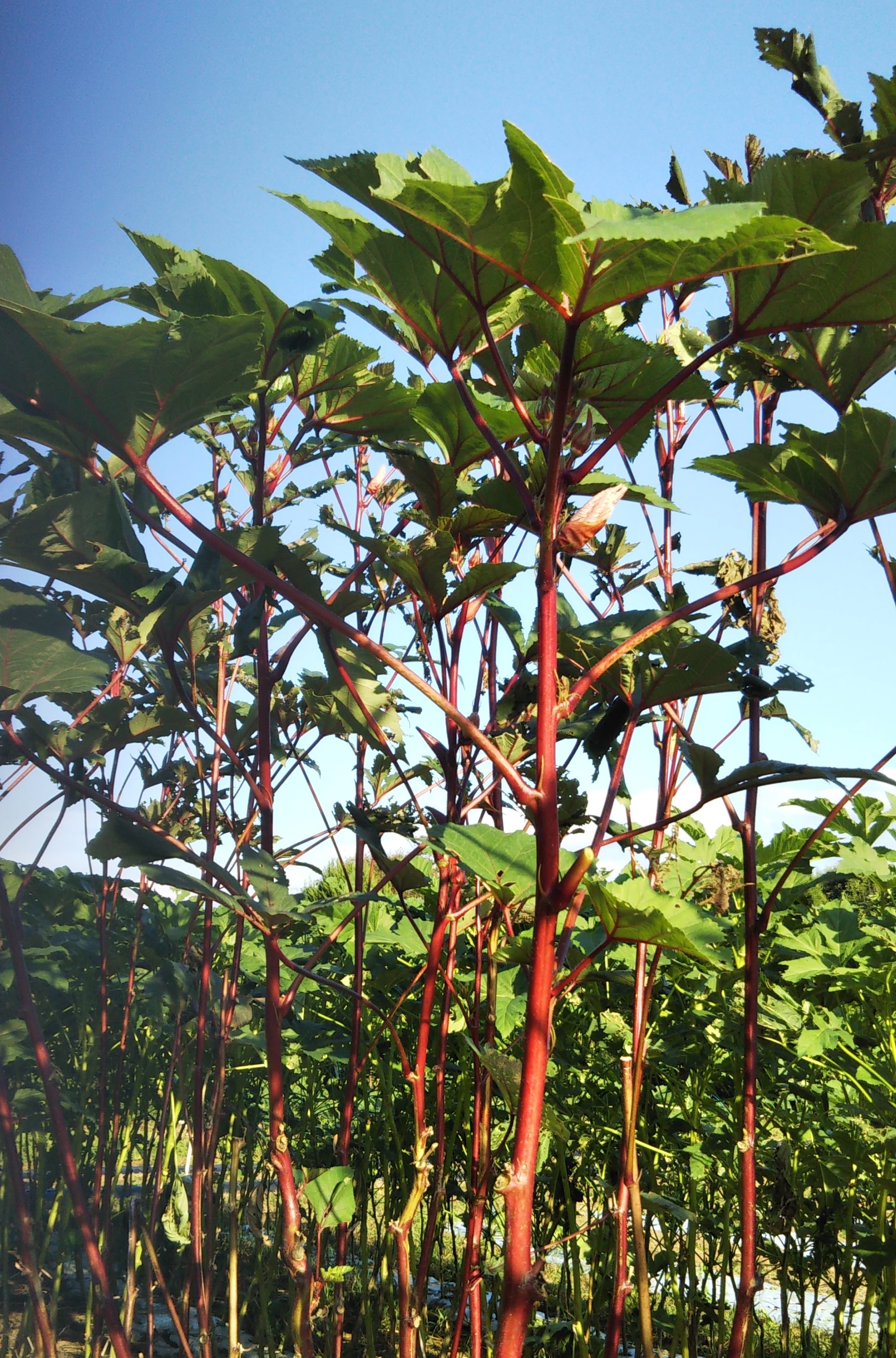 嵐山町公式 嵐山町の農業 まっすぐ２メートルほど伸びた赤い茎 この植物はなんでしょう 生でも加熱しても美味しく食べられる 野菜 です 緑色が一般的ですが これは珍しい赤い種類 栽培している農家さん曰く 大きくなりすぎちゃった との