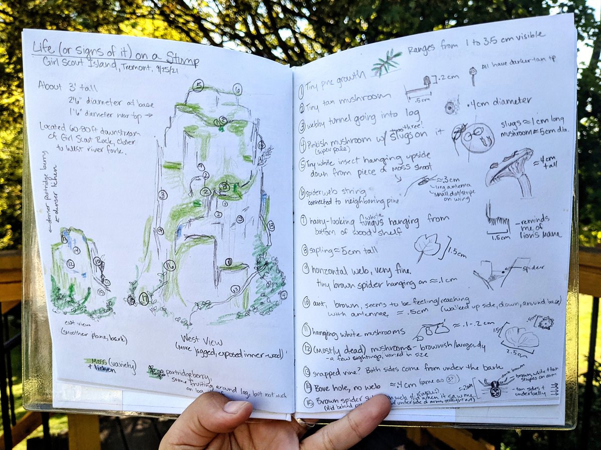 errrosie's tweet photo. I sat by a stump on Girl Scout Island at @gsmitremont for three hours this weekend documenting all the life I could find on it. Tremont's Naturalist Skills class gets five gold stars from me. #gsmnp #babynaturalist #outdoorobservations https://t.co/jGB5RwpMAf