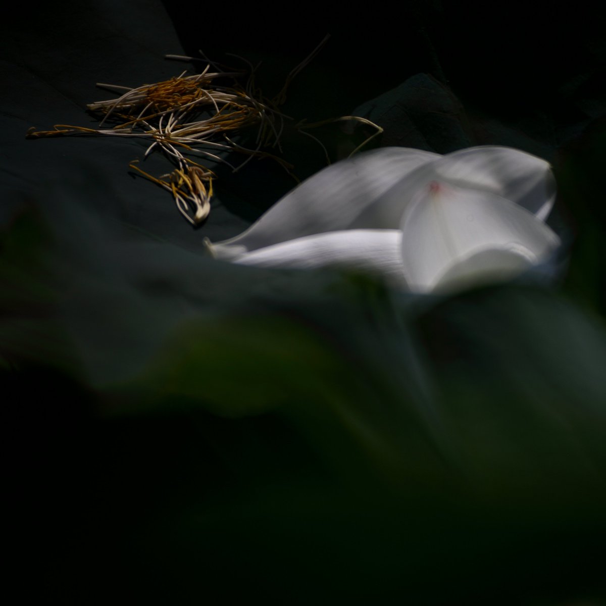 ComanStore's tweet photo. #Coman Share's set📸
After the withering Lotus will turn into a Lotus seed.
Don't sign the corruption of things, it just exists in another way.
.
.
.
#coman
#comantripod #comantripodmonopod #comantripods #vlogger #live #outdoorphotography #photography #PhotoOfTheDay https://t.co/tU45VCftEj