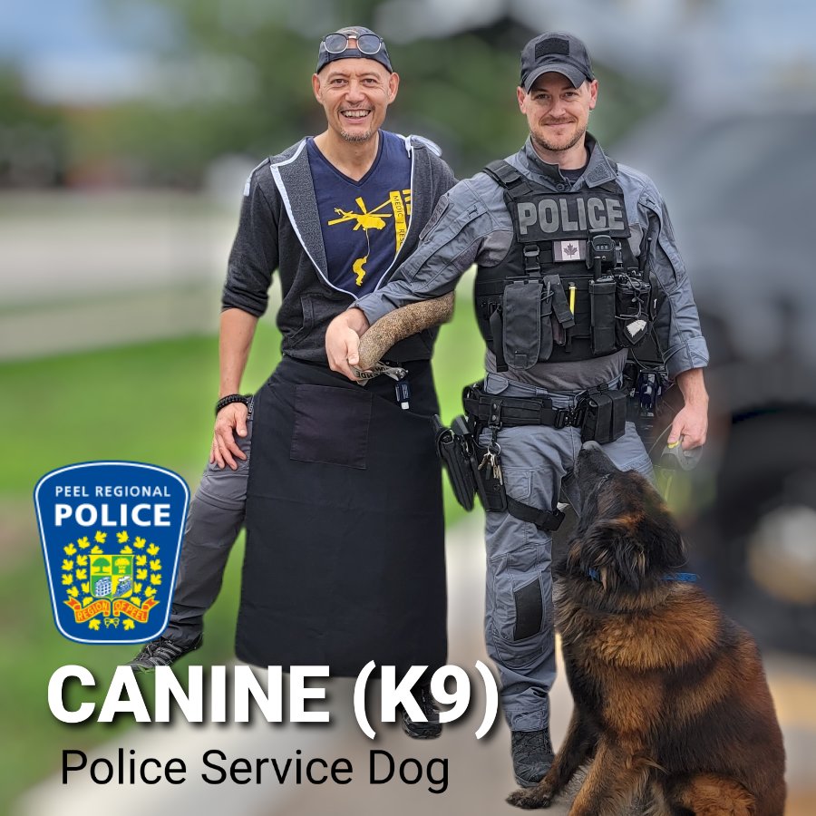 SijoGaryFoo's tweet photo. There are 13 amazing highly trained Police K9 teams serving the region! 

"Not all heroes wear capes ... 
some have fur!" 🤣🤣 

Here I got to meet PSD Stark! 

Who's a good boy!? 😃👍🐕👏💯
#policedog #police #k9 #dogsoftwitter  @PeelPolice @PRPK9 https://t.co/QKlwrI4Itq