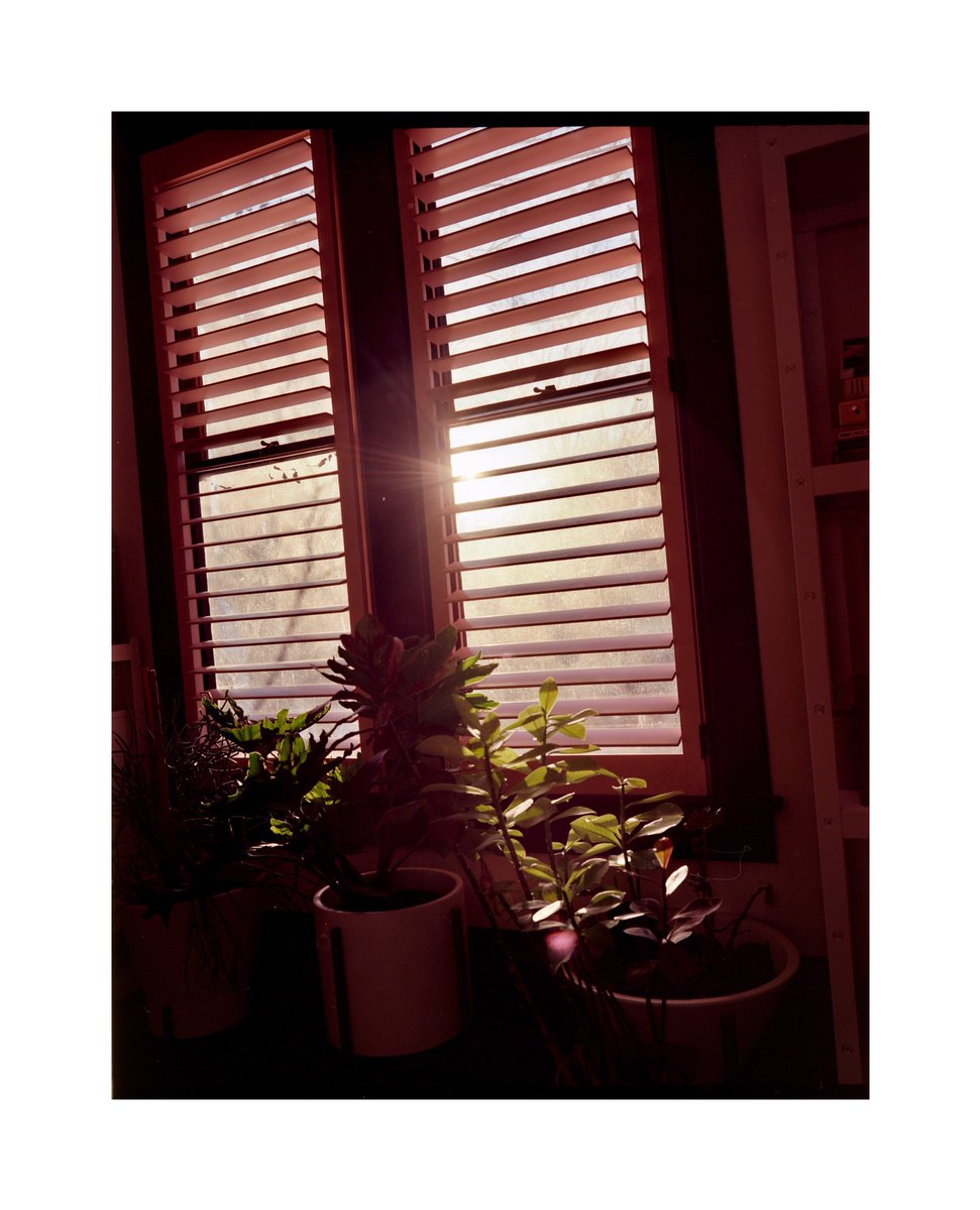 Tomorrow belongs to those who can hear it coming. - David Bowie
-
📷 M7
🎞 Kodak Ektar 100
⏲ Dev/Scan @thirdmanphotostudio
-
#kodak #madewithkodak #kodakprofessional #thefilmcommunity #thefilmmagazine #thefilmstead #filmphotography #nashville #houseplants #davidbowie