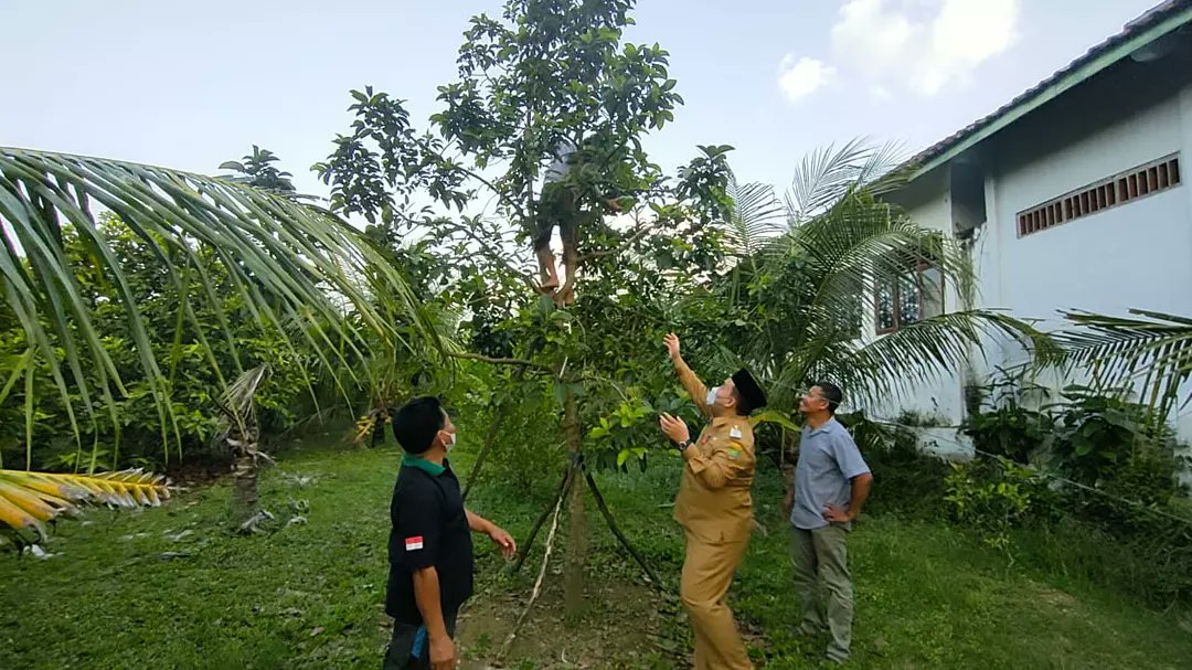 AriefRohman_838's tweet photo. Ternyata di Blora masih ada kebun kelapa yang ditumpangsari dengan alpukat lho, hasilnya bagus. Potensi agroindustri yang cocok dikembangkan.

Penasaran lokasinya dimana? Simak video selanjutnya nanti.. https://t.co/NwqpI99Xnd