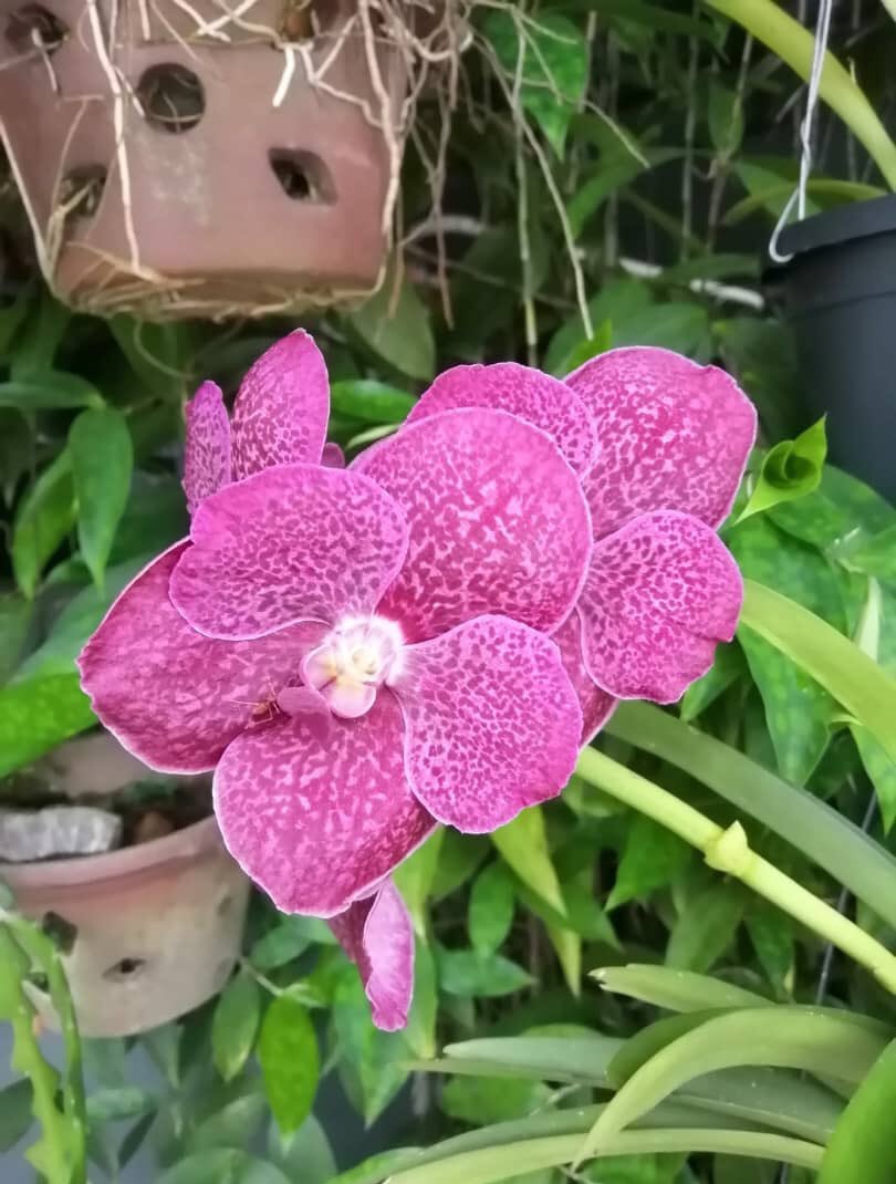 norarzelina's tweet photo. 🌺 Salam ceria &amp; hepi Tuesday morning warga Twitter. 
☘️ Moga segala urusan kita d permudahkan &amp; d lapangkan dari kesulitan.
🌺 Salam menjemput rezeki &amp; Salam kejayaan. 

#subhanALLAH
#Lillahhitaala
#ALLAHsayangkita https://t.co/WDgkTp13ca