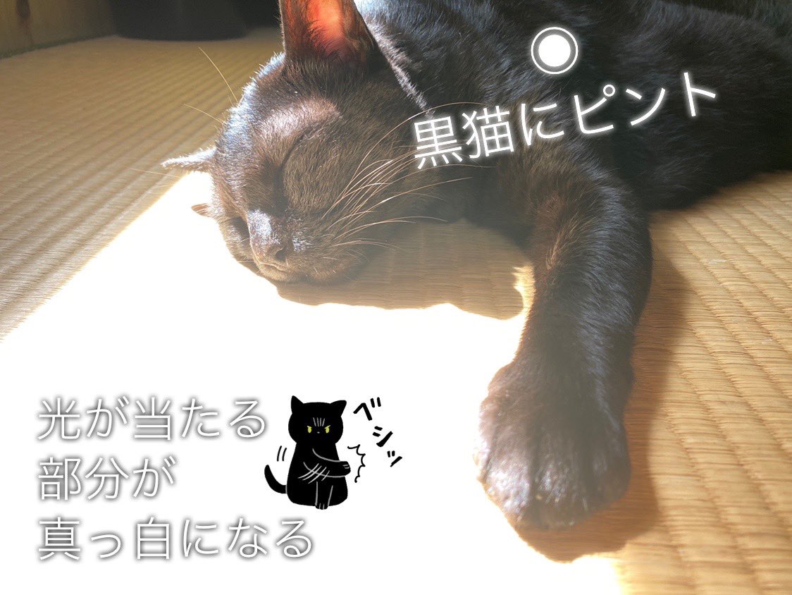 黒猫のろんさんと暮らすakrさんによる 黒猫写真の撮り方 毛並みも背景もくっきりで参考になる 黒柴で実践してみます Togetter