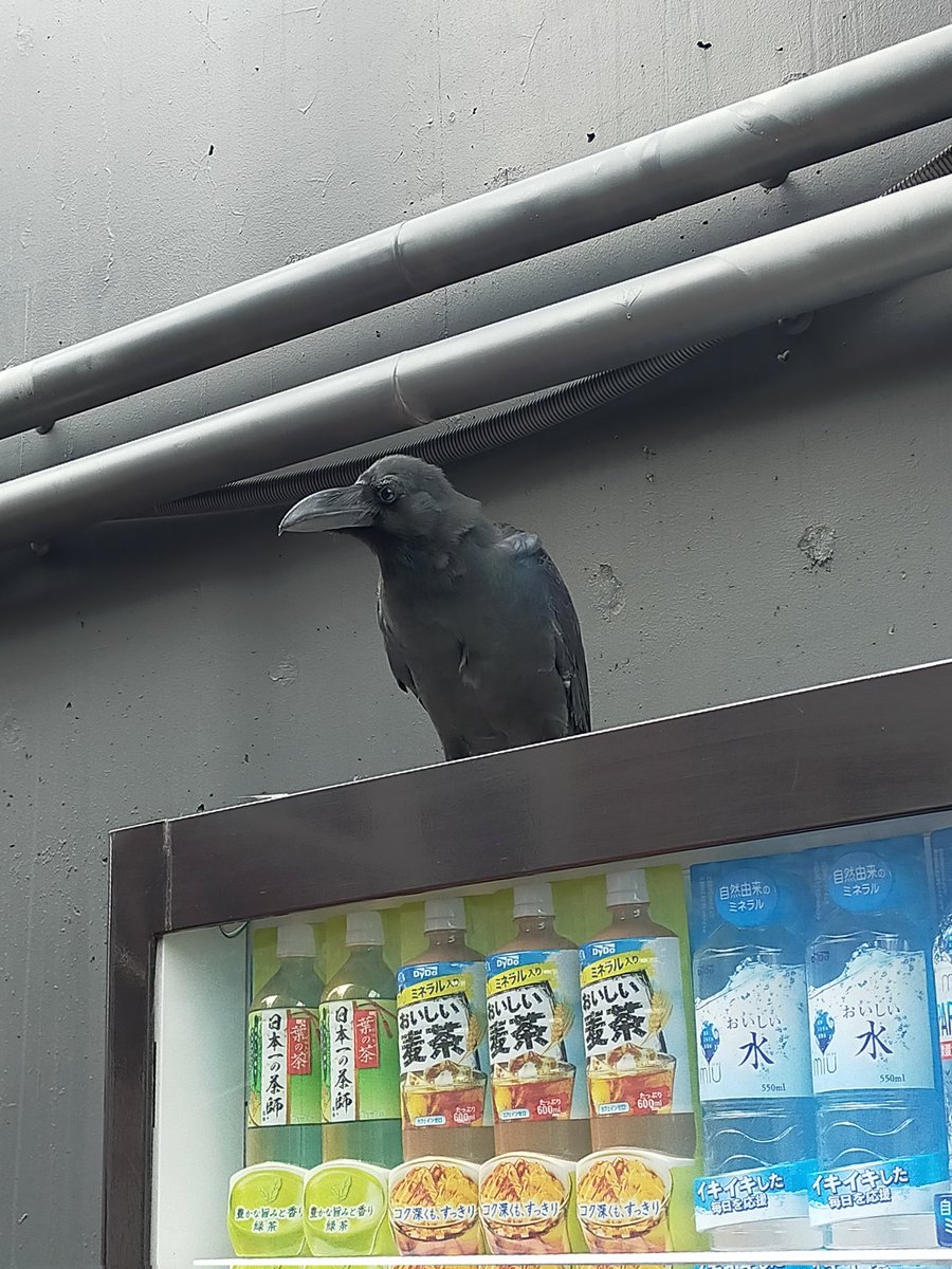 原宿通りの自販機くろ黒クロ カラス 原宿 21 09 28 神楽坂ねこの郵便局というなまえのお店