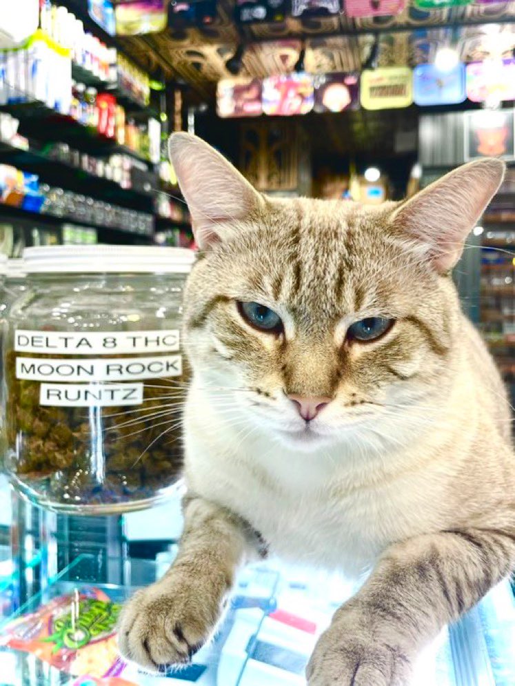 Bodegacats_'s tweet photo. π· @aqu4grl https://t.co/CW4RHOKpKG