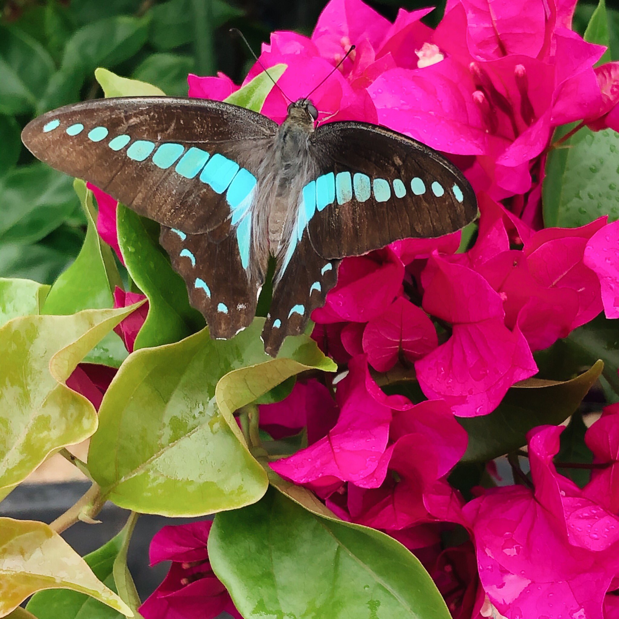 Gallon アオスジアゲハ Bluebottlebutterfly Graphiumsarpedon Insects Butterfly Bougainvillea アオスジアゲハ 青条揚羽 蝶 青筋揚羽 昆虫 クロタイマイ アゲハチョウ 鳳蝶 アゲハ蝶 揚羽蝶 ブーゲンビリア イカダカズラ ココノエカズラ