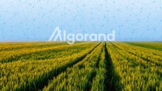 silviomicali's tweet image. @Algorand is proud to be the greenest of blockchains and a leader in setting the industry standard for blockchain sustainability. @ClimateTrade @PlanetWatchsas #greencrypto #Sustainability #blockchain