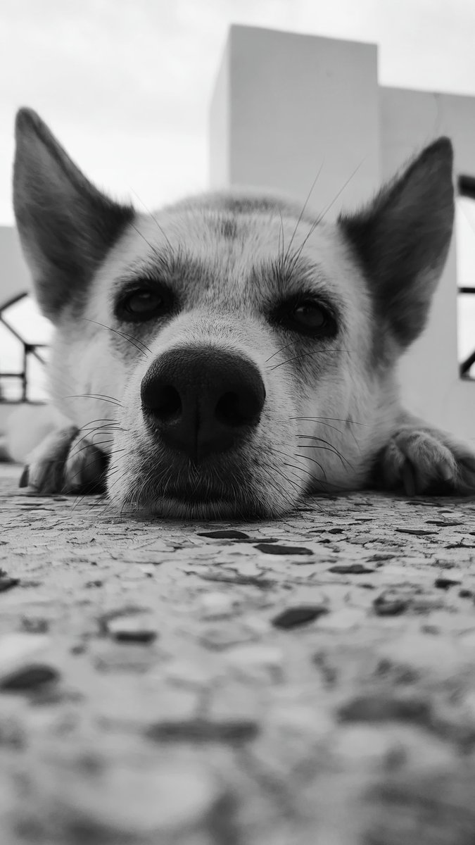 DavePreesha's tweet photo. Pets are always a good idea for photography
#simbathehusky 
@rite2kushal 
@purnimadave https://t.co/I4ffaXHlax