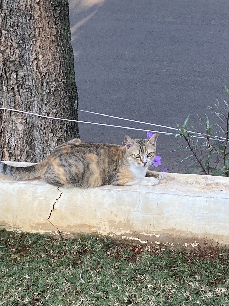 chromatogrebi's tweet photo. [RTs and likes would be very much appreciated♥️] please help me find my cat :( namanya Sarah, dibuang orang ke Pasar Kebayoran hari jumat (24/9) sore. Bulunya orange abu loreng-loreng, badannya besar (baru melahirkan), ekornya panjang lurus dan bergaris-garis seperti foto ketiga– https://t.co/lwdW0OOR5X