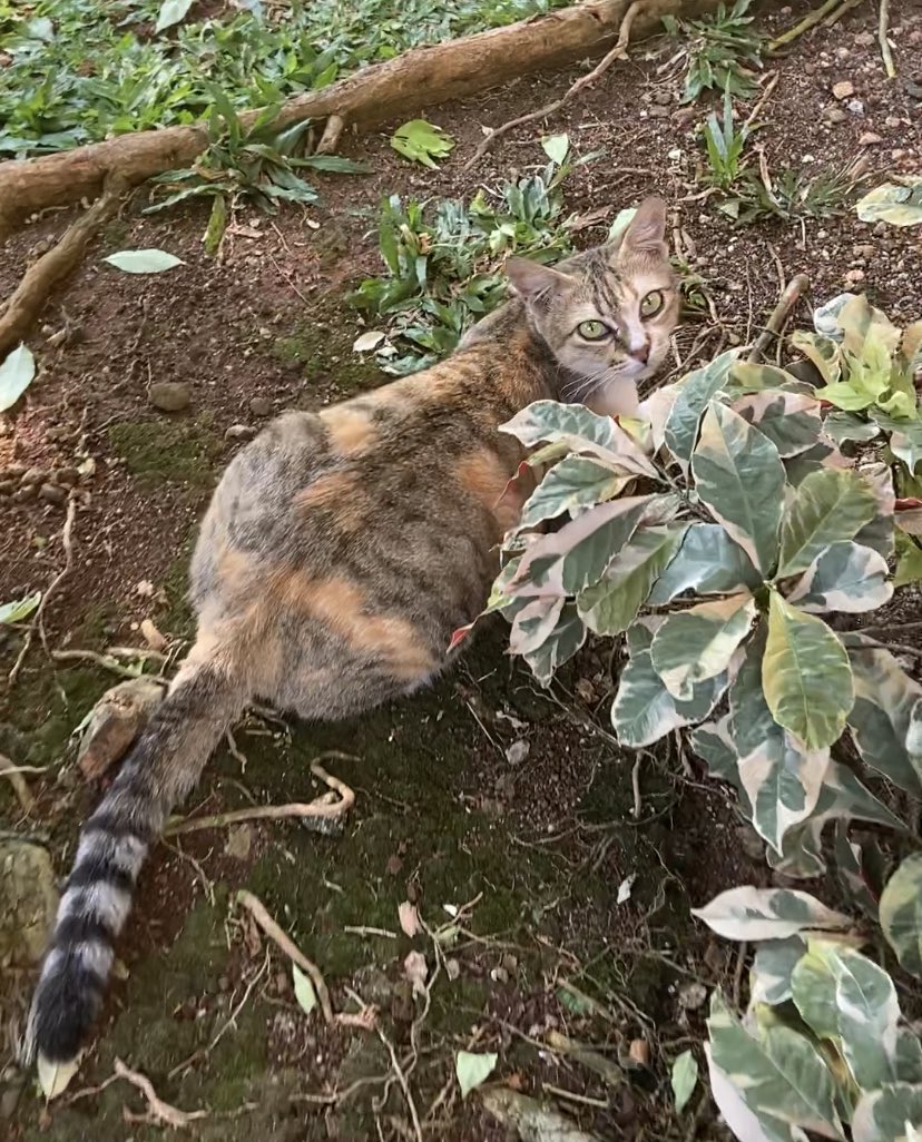 chromatogrebi's tweet photo. [RTs and likes would be very much appreciated♥️] please help me find my cat :( namanya Sarah, dibuang orang ke Pasar Kebayoran hari jumat (24/9) sore. Bulunya orange abu loreng-loreng, badannya besar (baru melahirkan), ekornya panjang lurus dan bergaris-garis seperti foto ketiga– https://t.co/lwdW0OOR5X