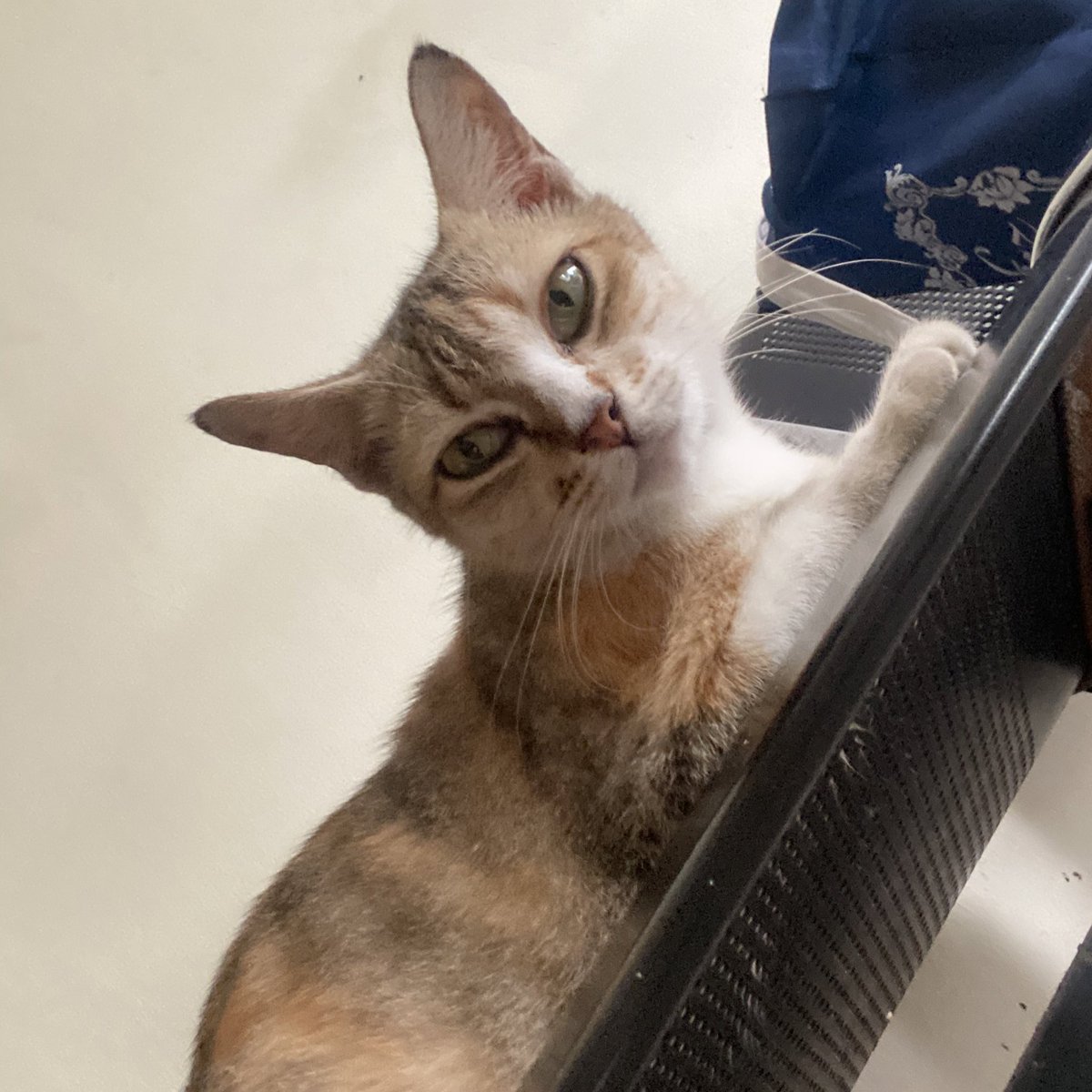 chromatogrebi's tweet photo. [RTs and likes would be very much appreciated♥️] please help me find my cat :( namanya Sarah, dibuang orang ke Pasar Kebayoran hari jumat (24/9) sore. Bulunya orange abu loreng-loreng, badannya besar (baru melahirkan), ekornya panjang lurus dan bergaris-garis seperti foto ketiga– https://t.co/lwdW0OOR5X