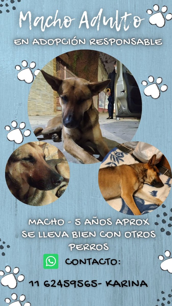 jazsoutor's tweet photo. Apareció en la puerta de casa, una vecina le hace tránsito para que no quede en la calle. 
Si no podés adoptarlo, ayuda difundiendo por favor 🙏 https://t.co/QLXXBjiwn7