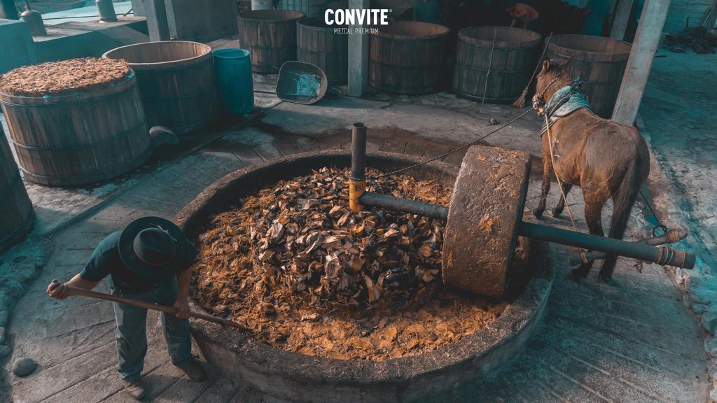 En nuestros ensambles las piñas de los diferentes agaves se cocinan, muelen, fermentan y se destilan juntas.

#MezcalConvite #MezcalEnsamble #ProcesoDeElaboración
