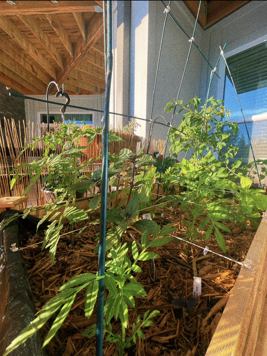 Urban and Peri-Urban Agriculture
This system can be used to tackle climate change and consequences associated with climate change, it can be used by low income communities and urban residents to reduce famine and as source of income in urban areas
#climatesmartpractices
<a href="/botsCCN/">Botswana Climate Change Network</a>