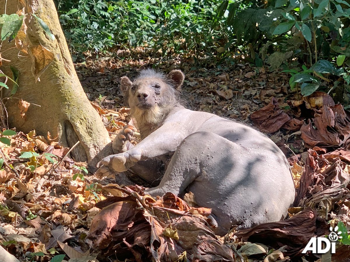 AnimalDefenders's tweet photo. Gentle #spectacledbear Dominga falls asleep in a nest of leaves. She & her sister were torn from the wild as cubs by #wildlifetraffickers, seized & put in a zoo. After her sister died, ADI brought Dominga to the Peruvian Amazon at @TaricayaE where ADI’s other #rescued bears live. https://t.co/QF8g0UMY4T