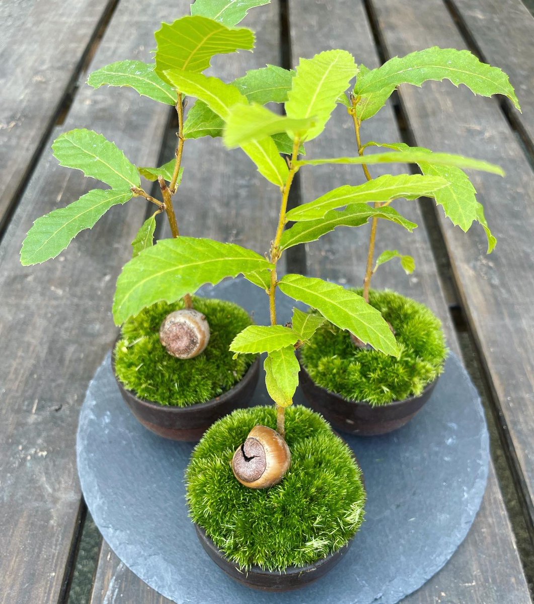 Fioria どんぐりの木 クヌギの木 どんぐり集めたり遊んだりしましたね ミニミニコロコロ盆栽に めちゃかわいいです クヌギ どんぐり どんぐりの木 ミニ盆栽 ミニ庭園 かわいいサイズ みどりのある暮らし 花 雑貨 ハンドメイド 花屋