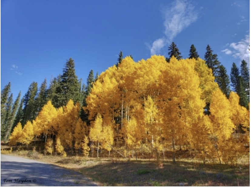 Stunning foliage shots from Grand Mesa earlier today.

📸: Tom Hayden 

#9wx #COwx