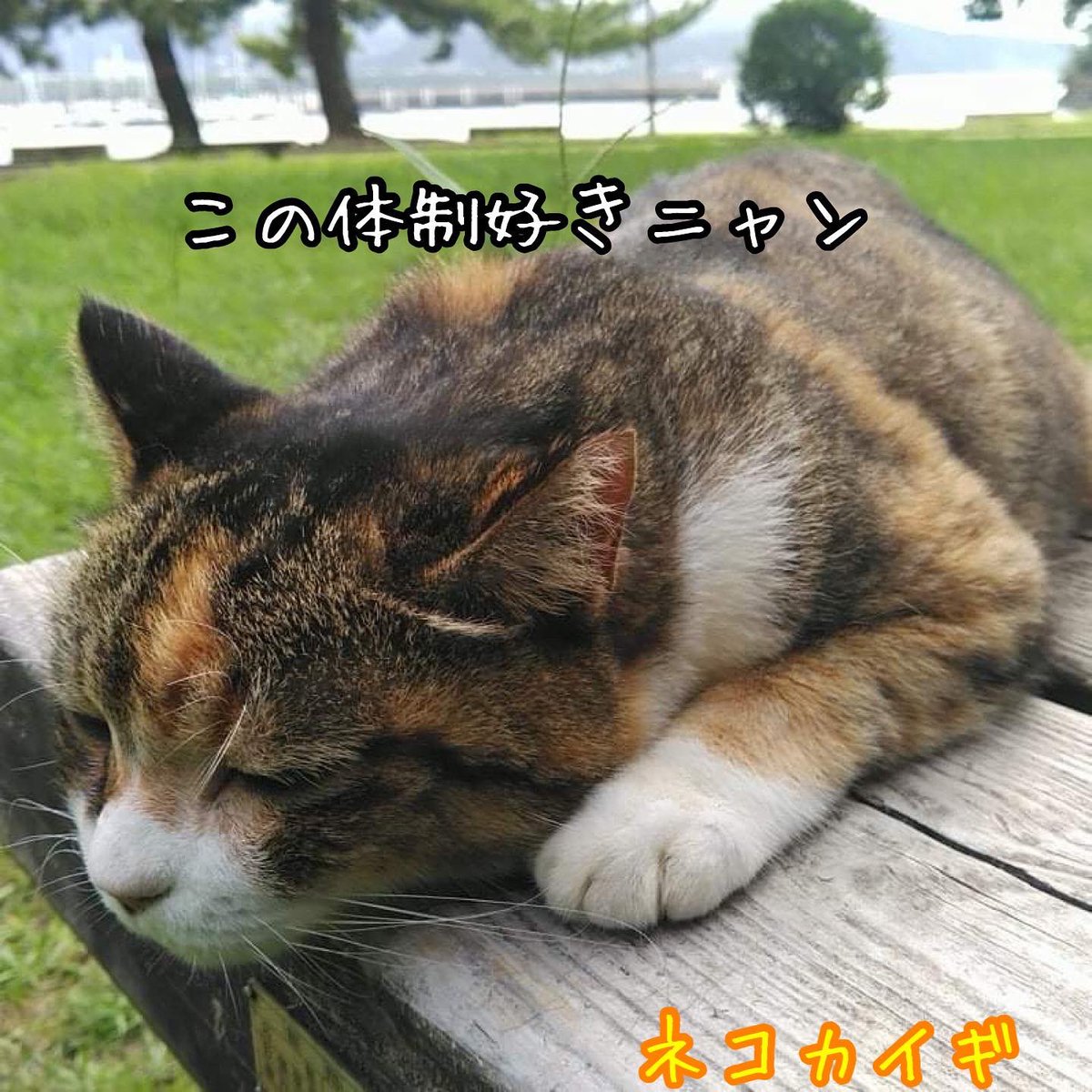 nekokaigi0411's tweet photo. 「この体制好きニャン」
#ねこ好きさんと繋がりたい
#ネコ部 #猫 #いやしねこ
#ねこのいる暮らし
#ねこ写真
#野良猫 #地域猫
#かわいい
#cat #catlife #catlover
#communallyownedcat
#catfreak #lifewithcats
#catsmeeting
#meow #meowlife
#ネコカイギ https://t.co/T1ameCcrq3