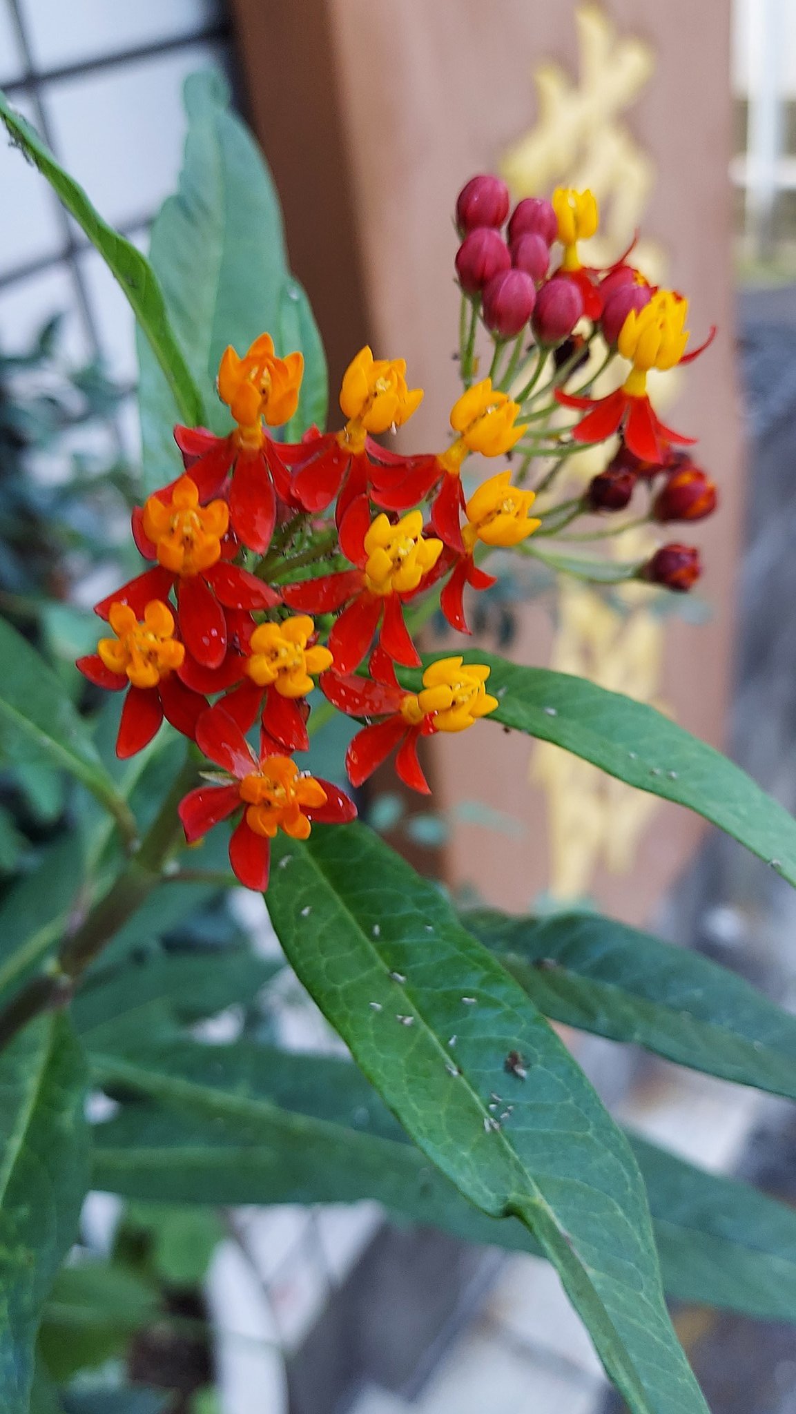Scarletmilkweed Twitter Search Twitter