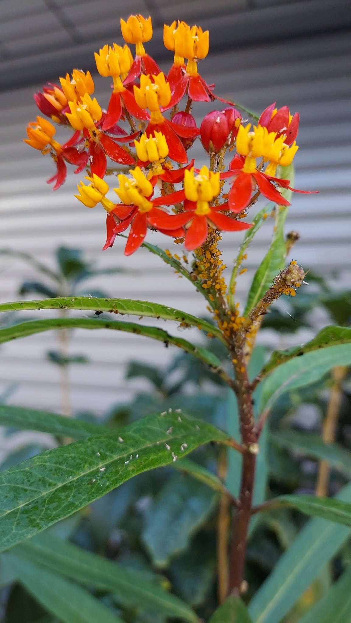 Scarletmilkweed Twitter Search Twitter