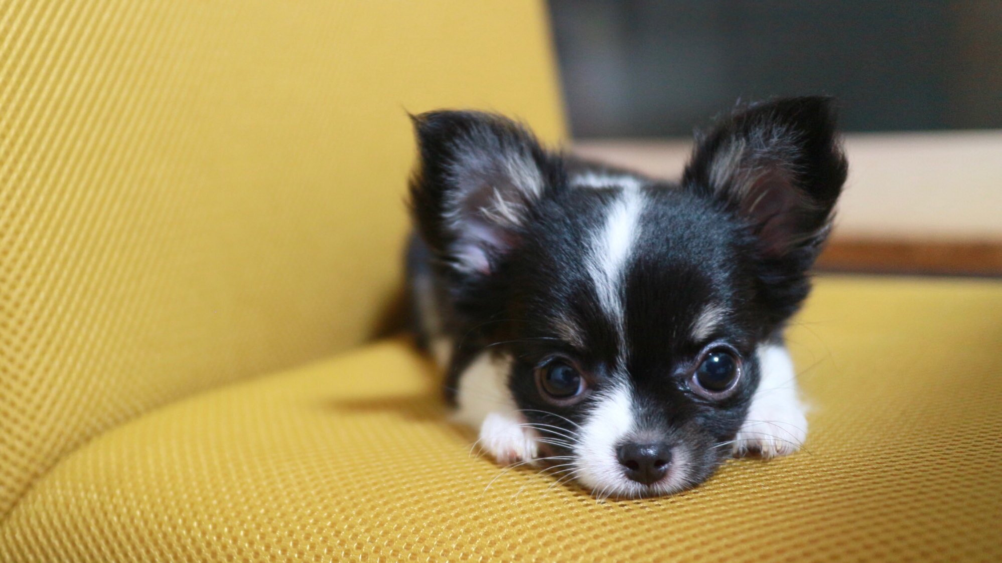 青木 玲緒樹 今日で生後3ヶ月になりました 愛犬 ロングコートチワワ T Co 0iqovyqoqs Twitter