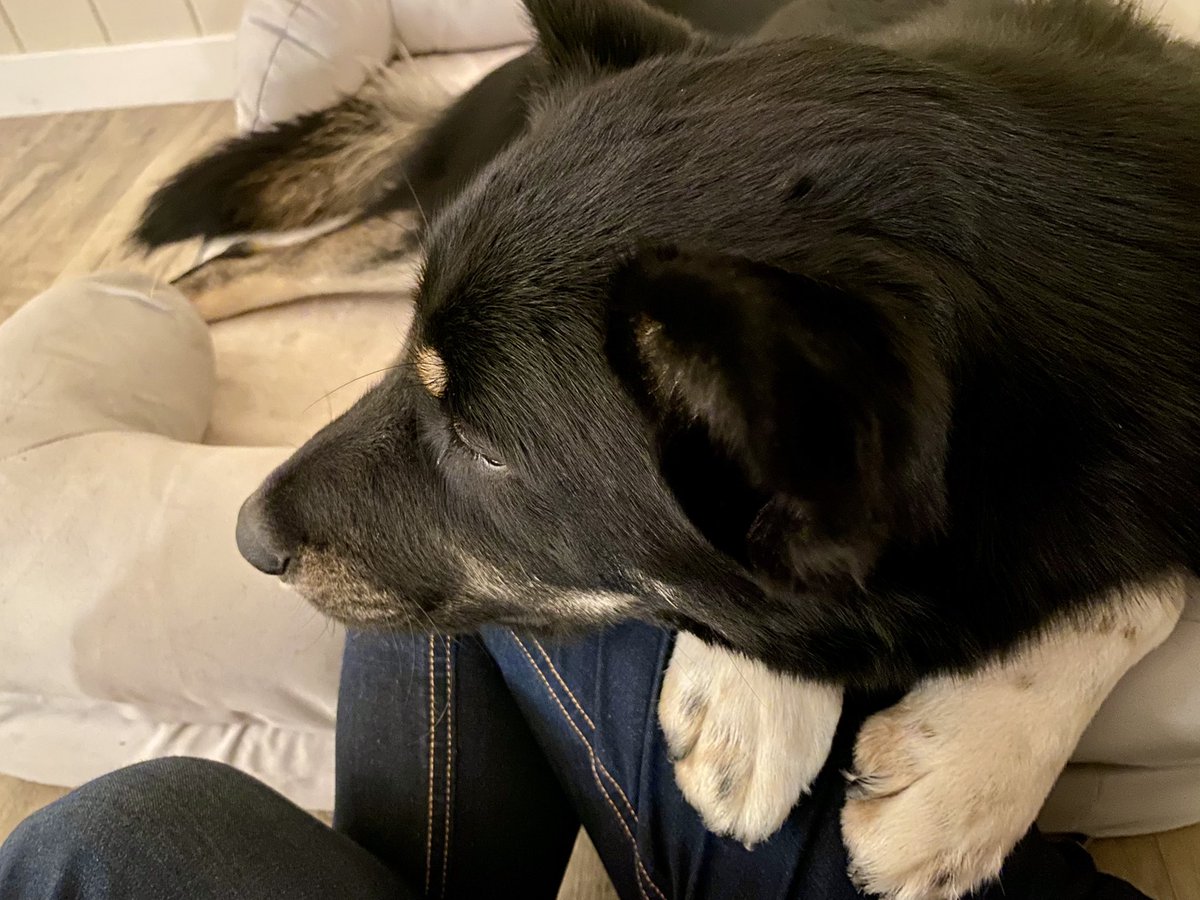 It is getting exhausting when you are going through some challenging hard times in your personal life, and still need to bring 100% presence and professionalism to work, because you don’t want to let people down 😔 These little paws make everything better. #Mentalhealth