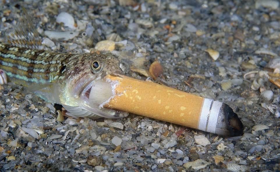 ขยะทะเล ประเทศไทยโดนจัดอันดับให้เป็นหนึ่งในประเทศที่แย่ที่สุดในโลก รูปนี้คงช่วยเปลี่ยนพฤติกรรมของพวกเราได้บ้างน่ะครับ...