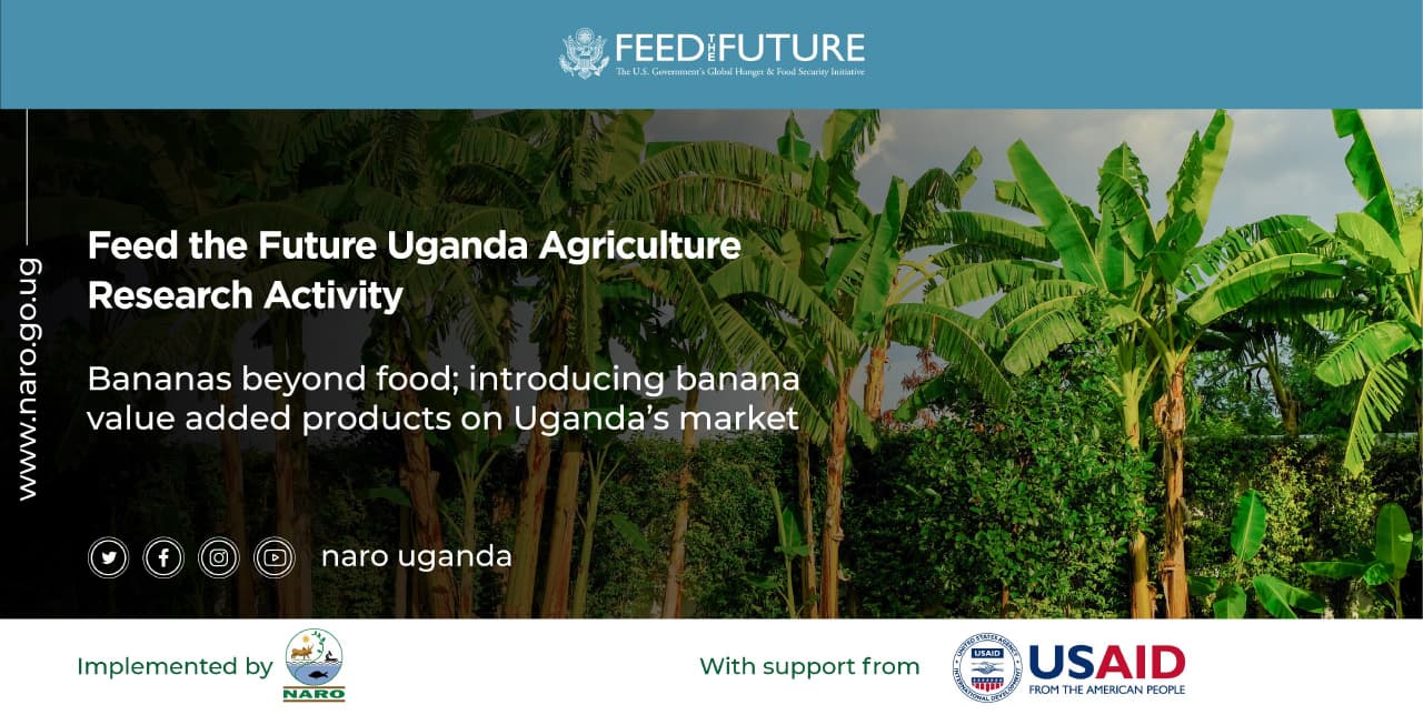 NARO Uganda on Twitter "Furthermore, these improved banana varieties