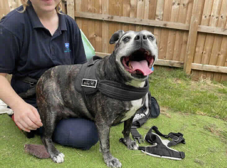 Animal Adoptions UK 🐕‍🦺🐈🐎❤️ tweet media