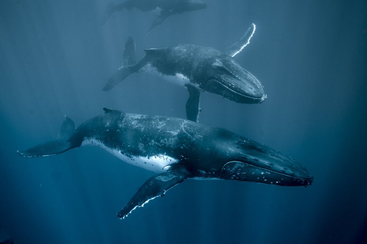 Robert King tweet media