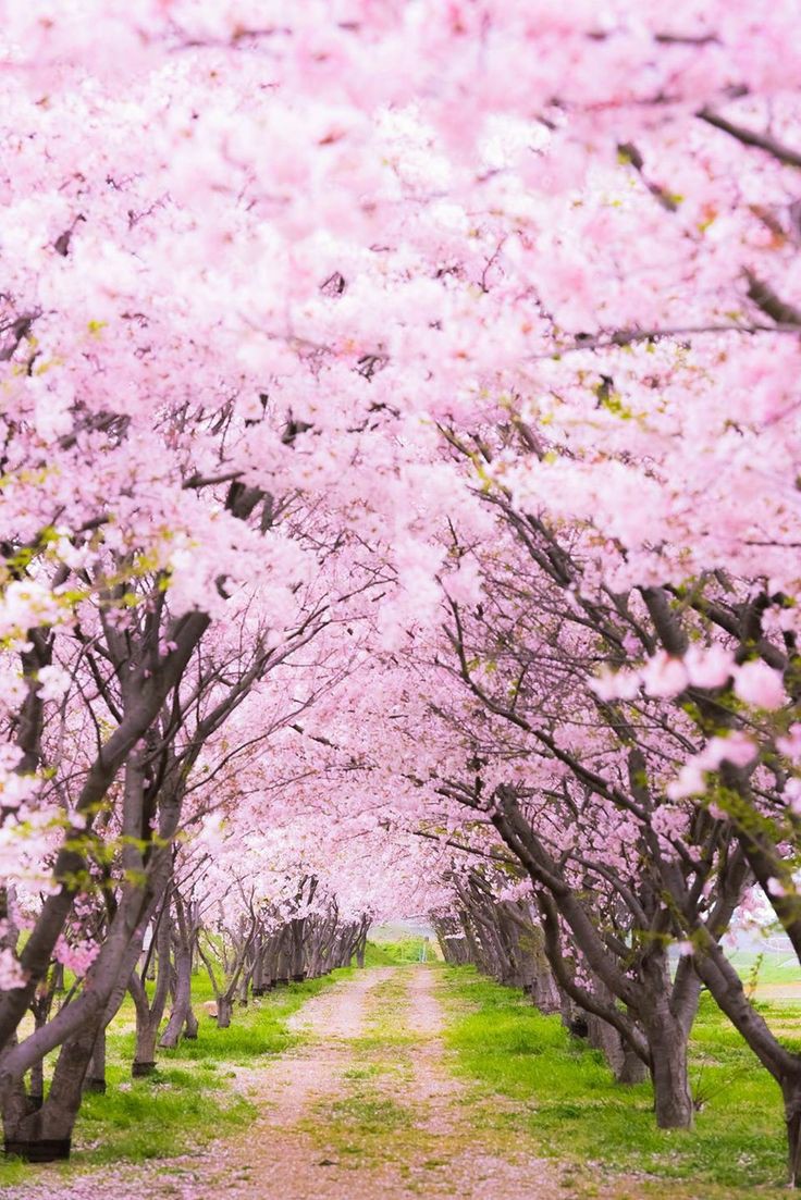 Beautiful Japan.🇯🇵❤️
#Japan #NaturePhotography