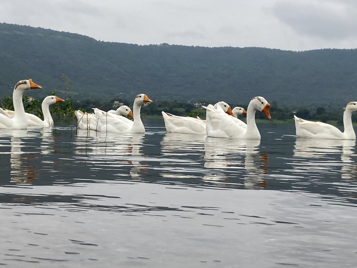 akhaware's tweet image. 50 kms #cycling to Kasarsai Dam. No crowd today, just 3 friends, many ducks, few dogs and tea stall. Enjoyed breathing more fresh air and watching the beauty around and of course clicks pictures. #ChasingSunlight seems a challenge today.