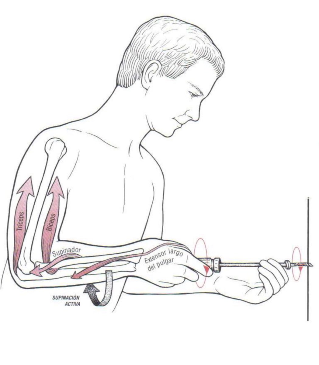 ¿Sabéis por qué los tornillos se aprietan en el sentido de las agujas del reloj? 
Para aprovechar la fuerza de #supinación del #BícepsBraquial. Sus fibras son reclutadas cuando necesitamos una elevada potencia de supinación.