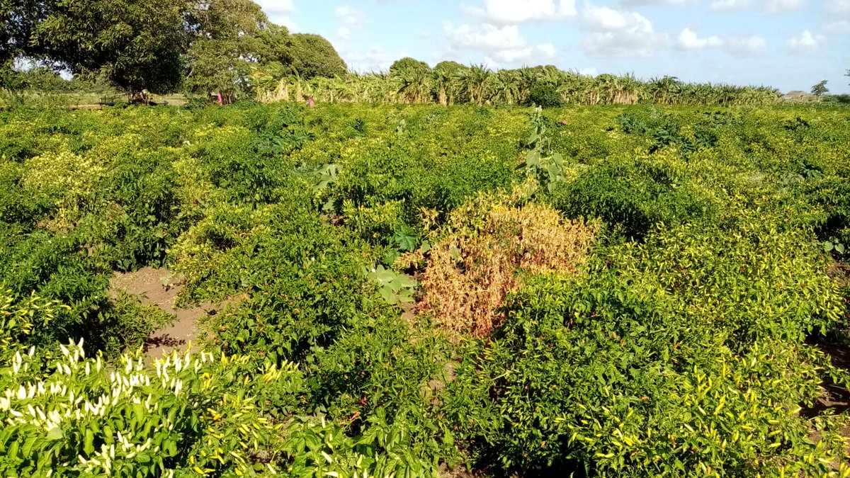 Chilli farming is one of the sustainable livelihood activities @Nature_Kenya is promoting in the Tana River Delta. This is part of a climate-smart agriculture initiative aimed at building community resilience in the Delta 
#EUREBUILD
#BuildingResilience
#SustainableLivelihoods