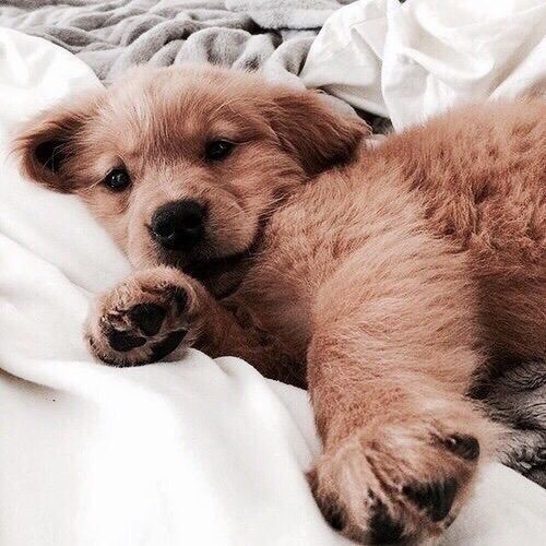 TayTawanAsDog's tweet photo. https://t.co/q0hh1q8Bca