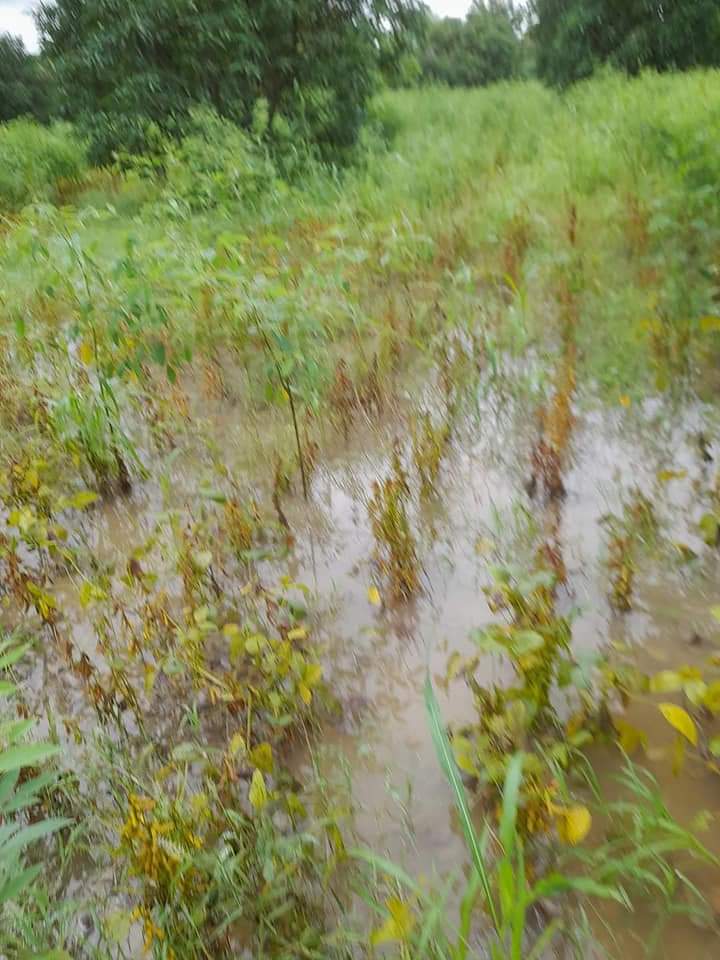 GaneshB60178001's tweet photo. उस्मानाबाद जिल्हा ओला दुष्काळ ग्रस्त म्हणुन घोषित करा.
#farmaerfirst #soyabean
@Osmanabad_DM @CMOMaharashtra @OfficeofUT @GadakhShankarao @AjitPawarSpeaks @NANA_PATOLE @bb_thorat @supriya_sule @rautsanjay61 https://t.co/yWJM64DVN5