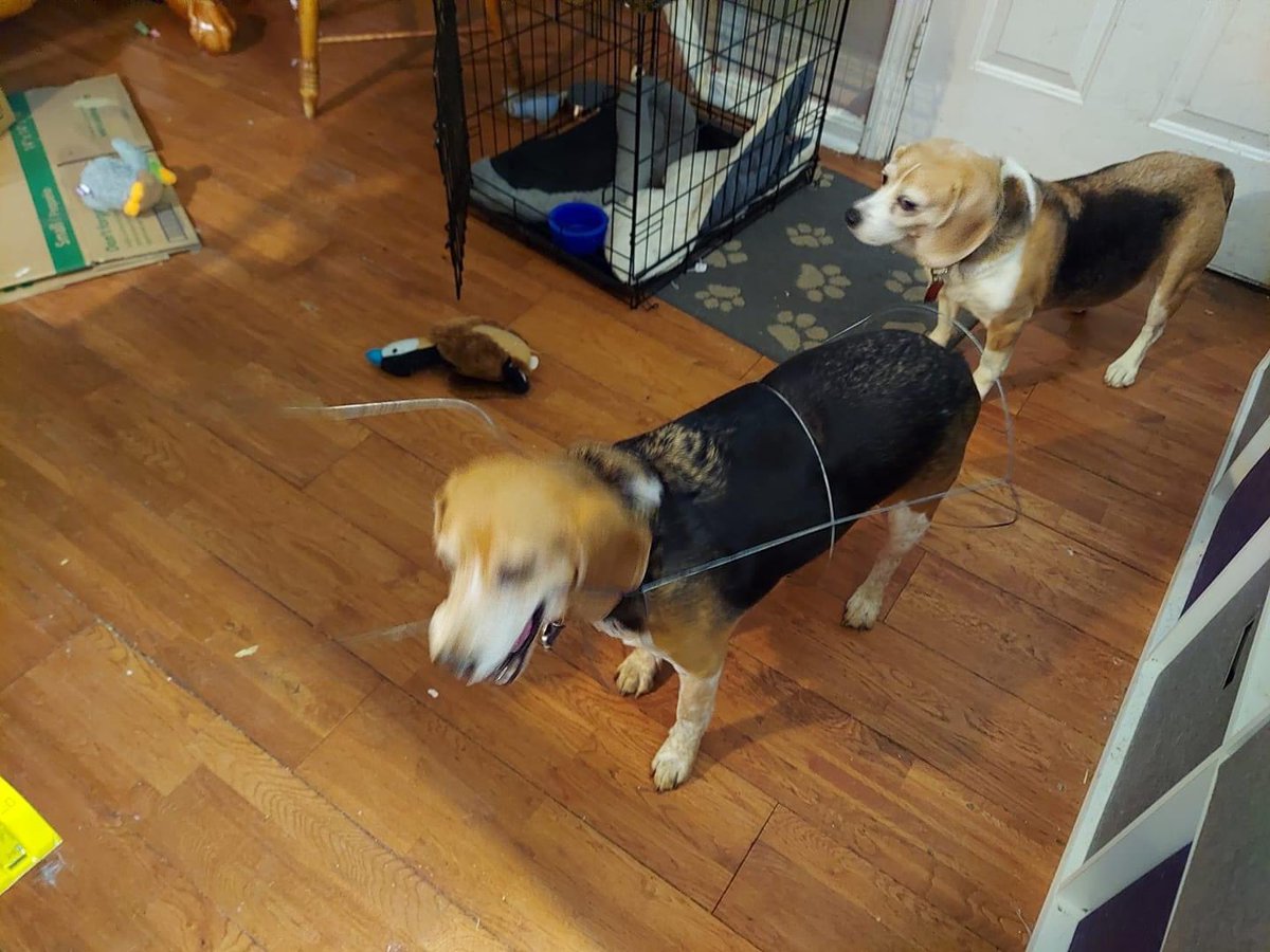 gzillla221's tweet image. I love my dogs but sometimes they can be dumb as a box of rocks lol. Remington got himself stuck in the garden and now he came inside with this. #beagle #dog #notverybright