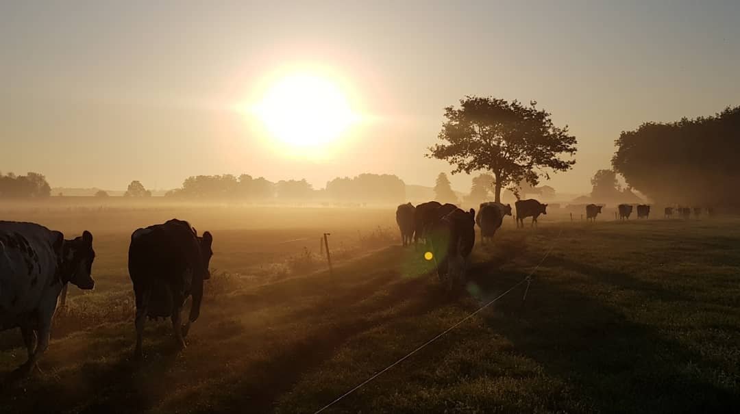 #Koeiemorgen!!! Heerlijk gewoon rustig aan de dag beginnen. Maak er iets moois van allemaal!!!
Bedankt <a href="/BoeiendeKoeien/">Bianca Straathof-van Marwijk🐮🥛🚜</a> 👌
#koeblijboerblij #poah #rustig #beginnen #vandaag #gewoon #relaxed #das #nodig #hoor #even #genieten #van #het #uitzicht😁 #melknatuurlijk