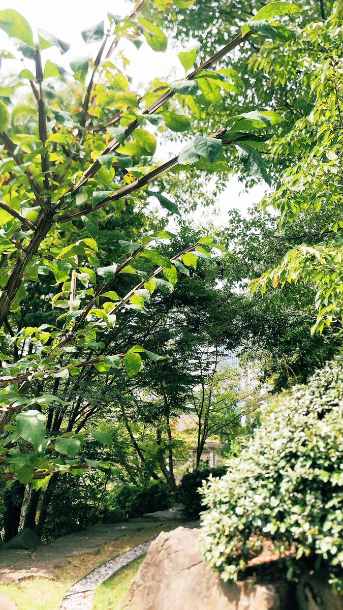 散歩いいですね🚶‍♀️

スッキリします😊

#散歩　
#森林浴