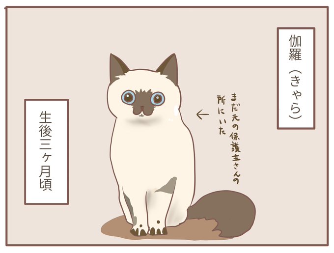 シャム猫の色変わりすぎ選手権のtwitterイラスト検索結果