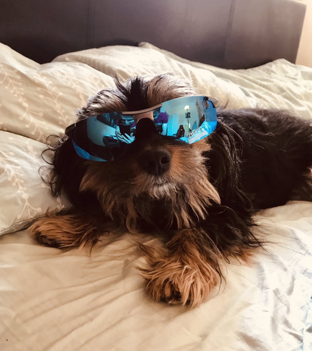 DhivyaOConnor's tweet photo. Good morning fundraisers!
Hope you are all ready for another fantastic day of #learning, sharing and insights, cos itβs DAY 2 of @CIOFtweets Convention!! #CIOFFC #ProudFundraiser
And of course to start the day here is Duchess for todayβs contribution to #PawsInConvention https://t.co/GaZlMZe2TQ
