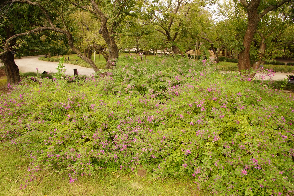 kairakuen_ibrk's tweet photo. 偕楽園公園本園のハギの花が見頃です。散策して、ハギの花を観賞してくださいね。写真提供　元吞　忠
＃ワンチーム茨城　＃偕楽園　＃水戸　＃ハギ　＃茨城 https://t.co/A7wYtpQh9N