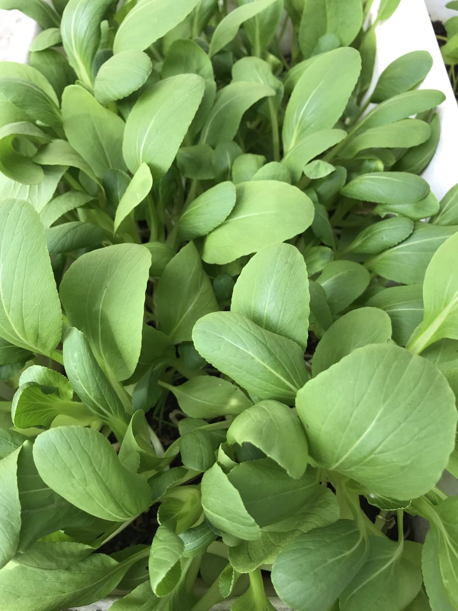 Pakcoy yang akan siap dipanen’ bahagia rasanya saat yang kita tanam tumbuh subur dan memberi kebaikan kepada kita, terima kasih pakcoy… #acehberkebun