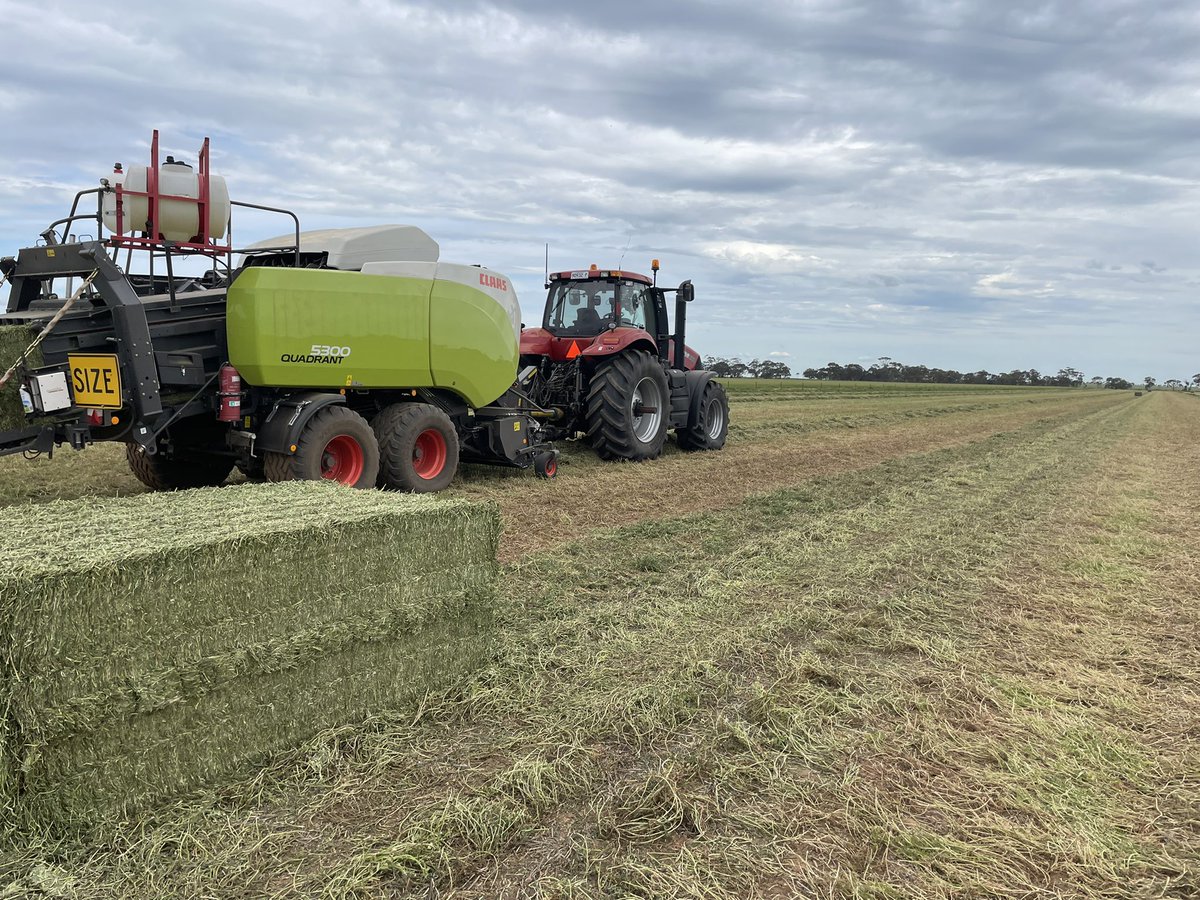 David Manifold tweet media