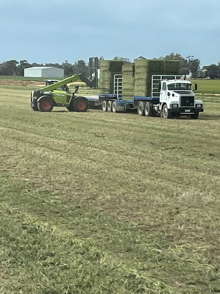 David Manifold tweet media